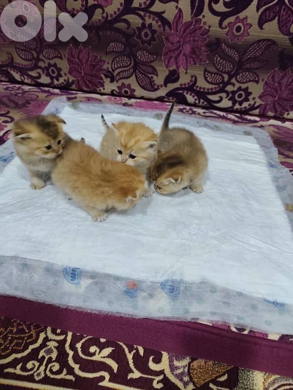 british gold 70485808 5