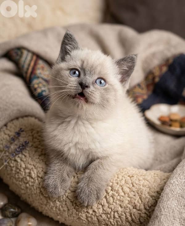 british gold 70485808 6