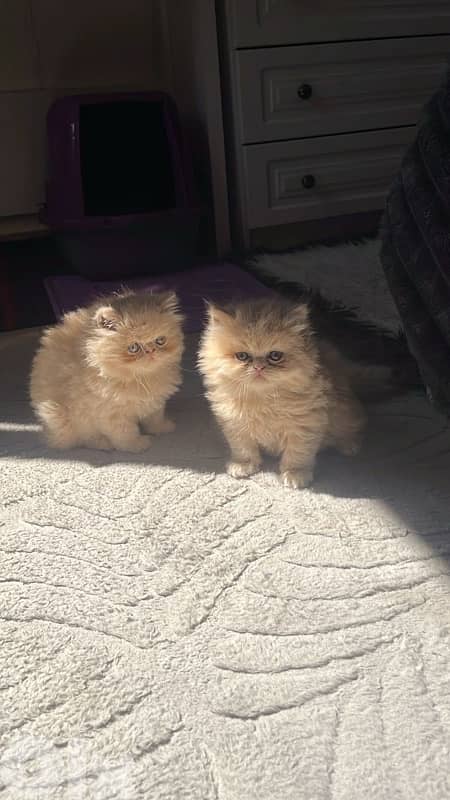 british gold 70485808 7