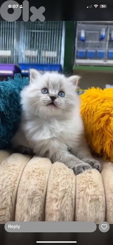 british gold 70485808 8