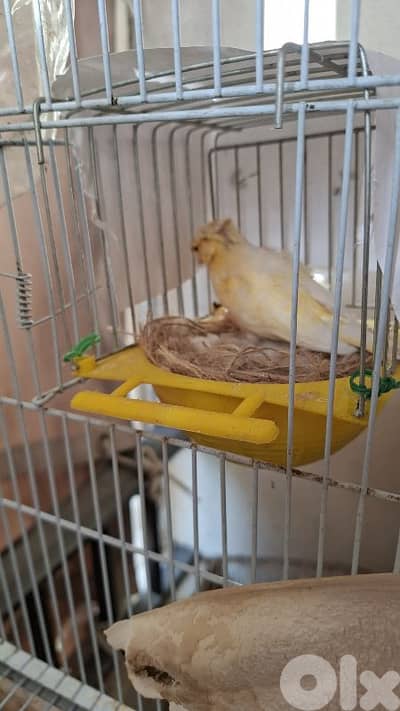 عصافير اجواز جاهزين للبيع