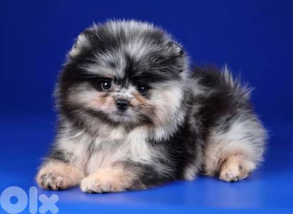 Pomeranian Merle tricolor