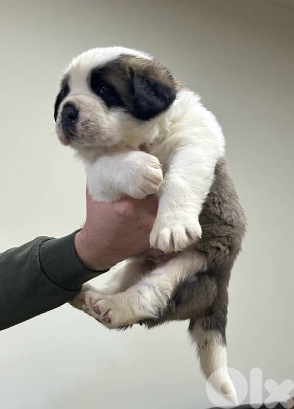 Pure Saint Bernard Puppy For Sale 1