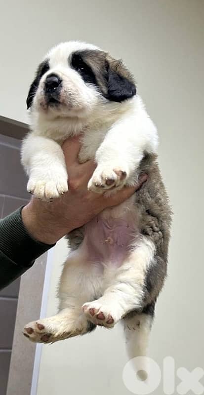 Pure Saint Bernard Puppy For Sale 2