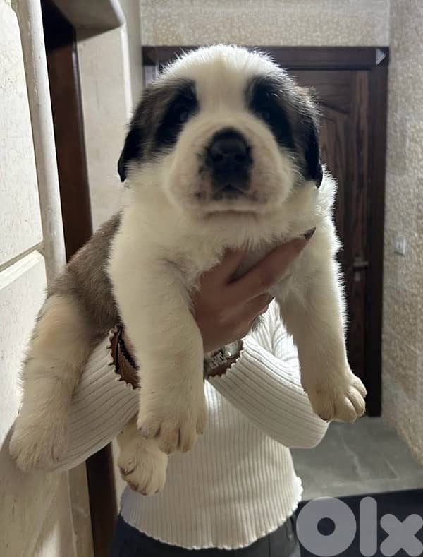 Pure Saint Bernard Puppy For Sale 3