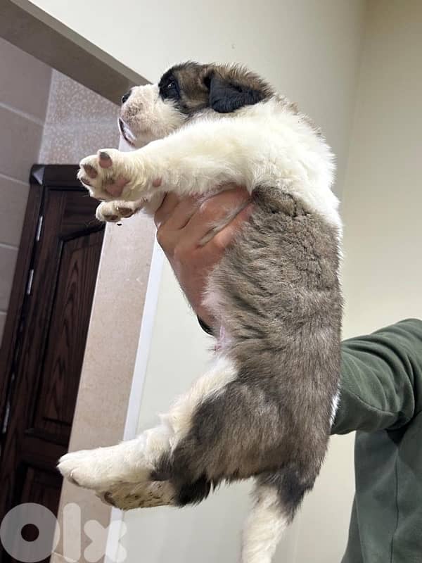 Pure Saint Bernard Puppy For Sale 4