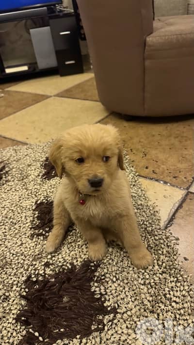 Golden retriever puppy