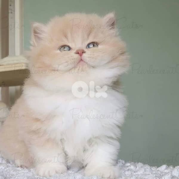 scottish  for contact 70485808 3