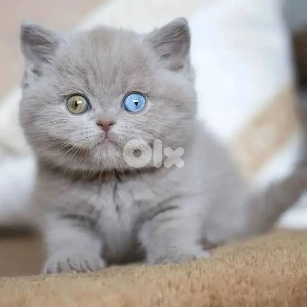 scottish  for contact 70485808 5