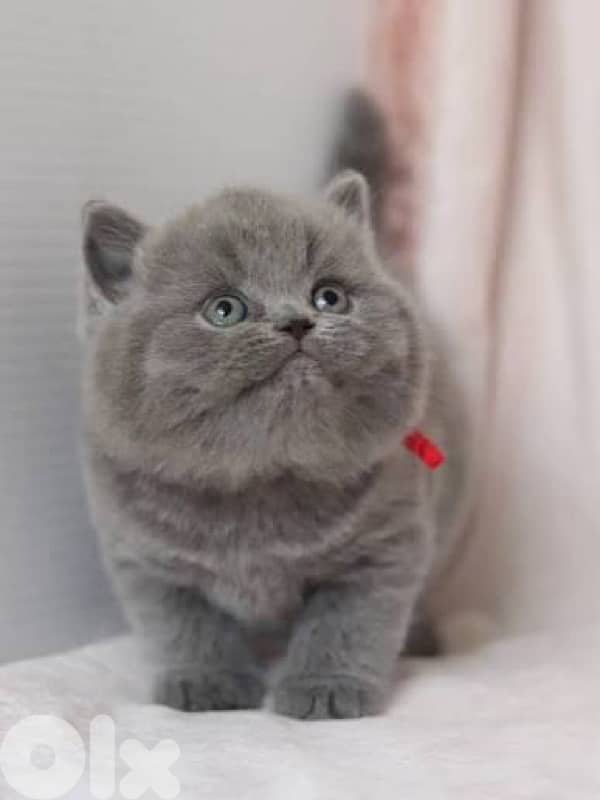 scottish  for contact 70485808 6