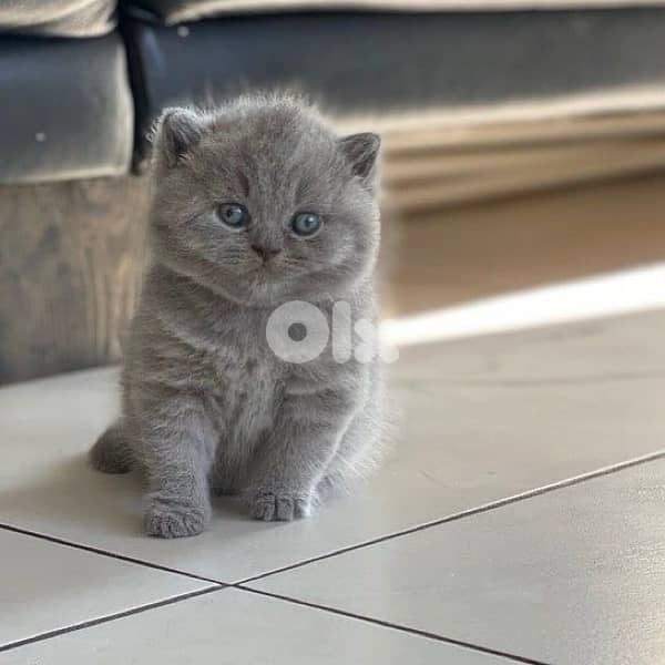 scottish  for contact 70485808 8