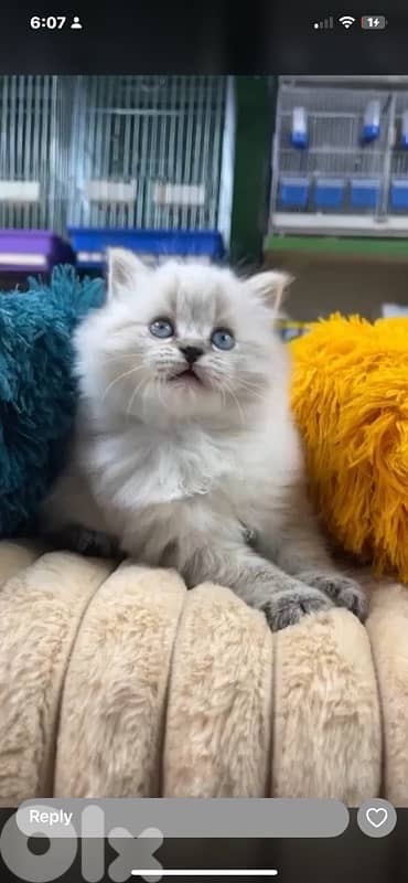 scottish  for contact 70485808 9