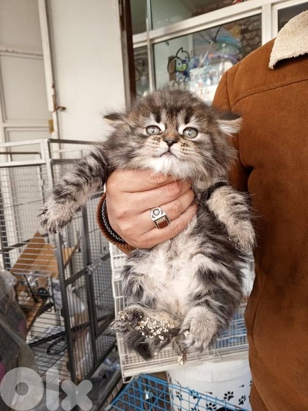 scottish  for contact 70485808 10