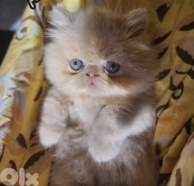 scottish  for contact 70485808 11