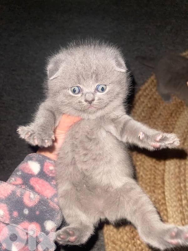 scottish  for contact 70485808 12