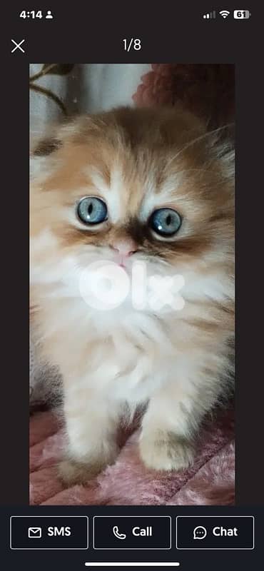 scottish  for contact 70485808 13