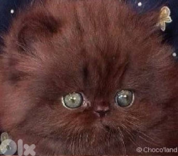 scottish  for contact 70485808 14