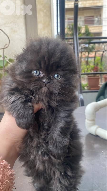 scottish  for contact 70485808 16