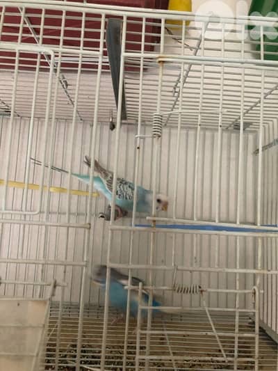 موجود جوزين عواشق في جبيل