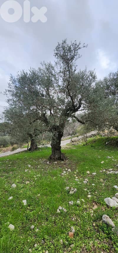 Land For Sale In Smar-Jbeil