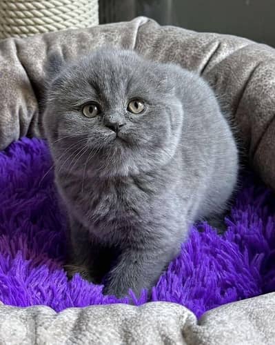 scottish for contact 70485808