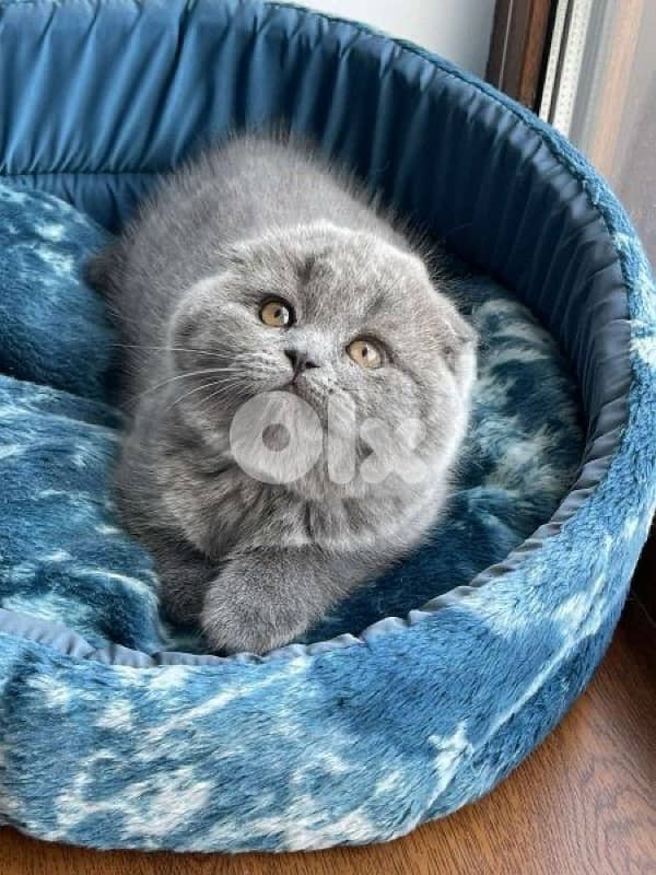 scottish for contact 70485808 1