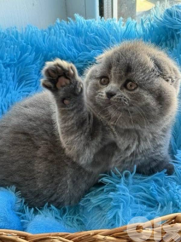 scottish for contact 70485808 2