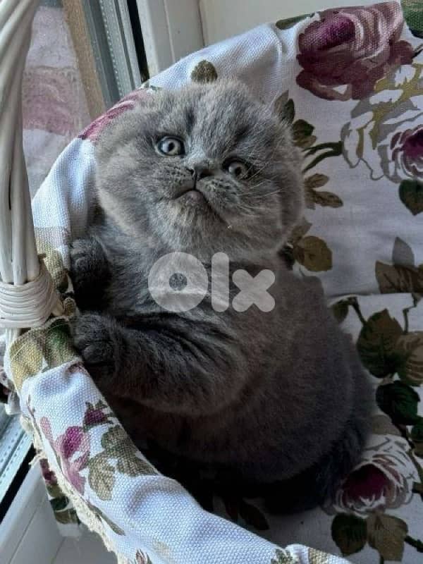 scottish for contact 70485808 3