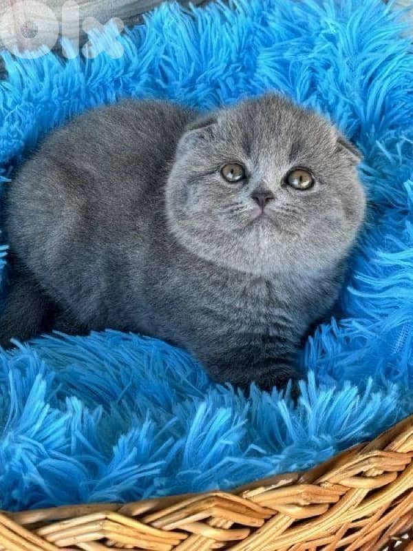 scottish for contact 70485808 4