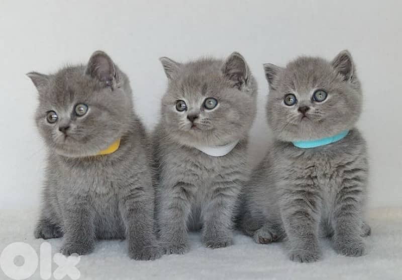 scottish for contact 70485808 5