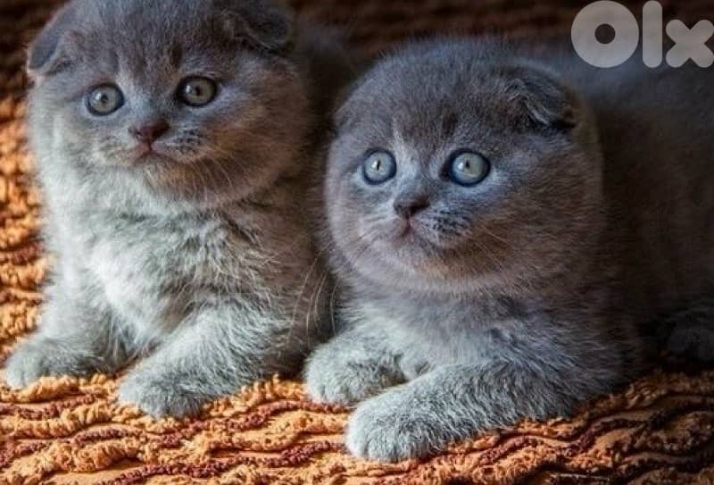 scottish for contact 70485808 6