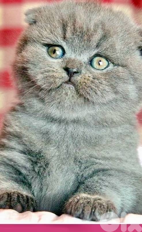 scottish for contact 70485808 7