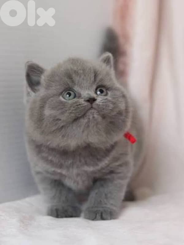 scottish for contact 70485808 8