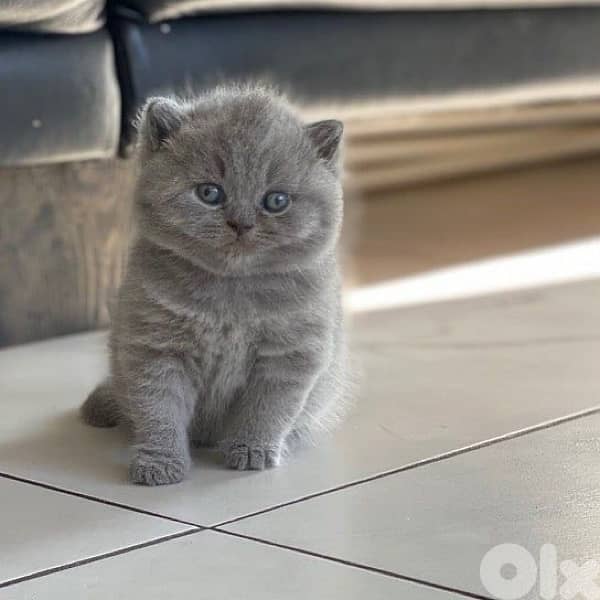 scottish for contact 70485808 9