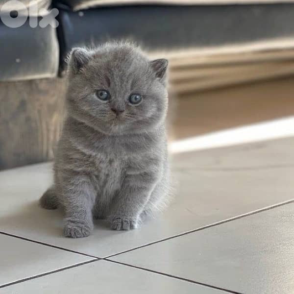 scottish for contact 70485808 10