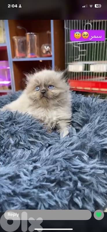 scottish for contact 70485808 11