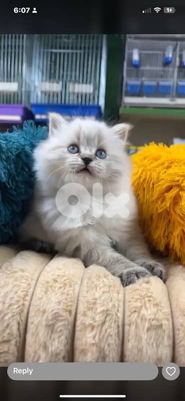 scottish for contact 70485808 12