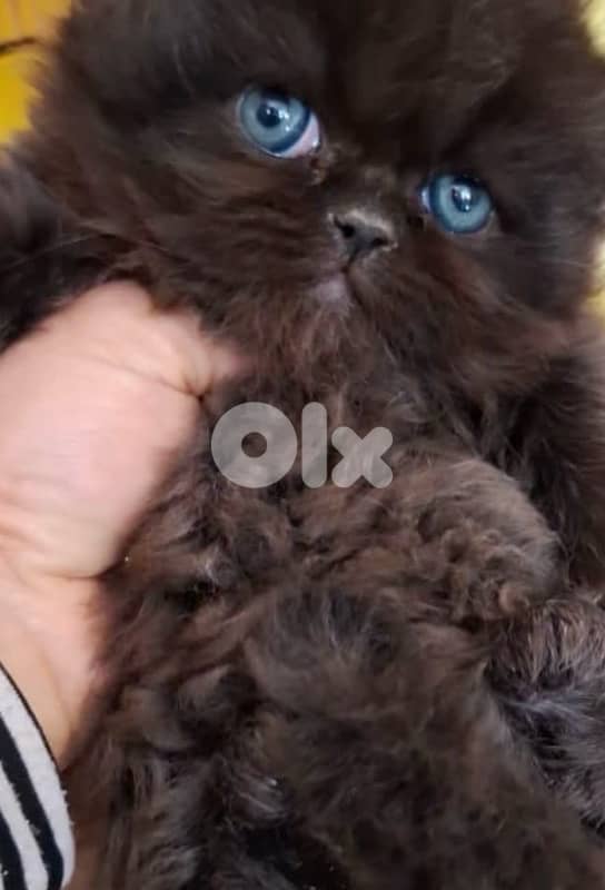 scottish for contact 70485808 13