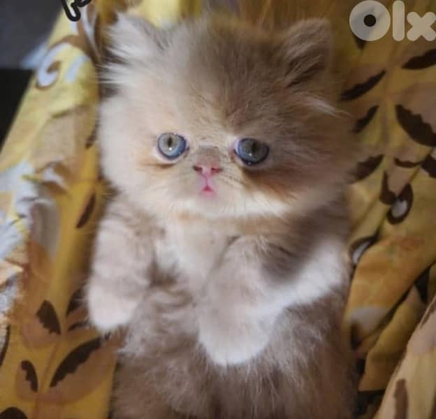 scottish for contact 70485808 14