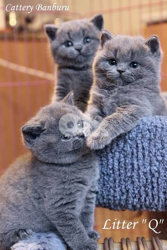 scottish for contact 70485808 16