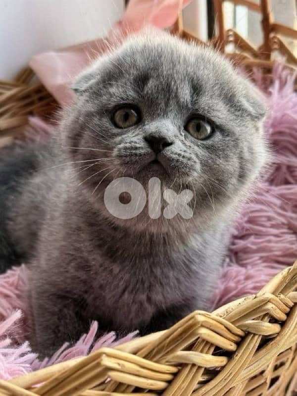 scottish for contact 70485808 19