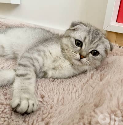 Beautiful Scottish Fold Kitten AVAILABLE IN STORE & DELIVERY