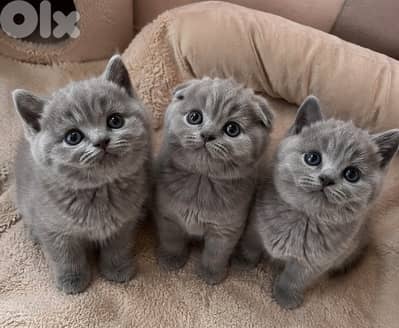 pure Scottish & brittish kittens