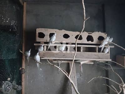 عكار سندياني