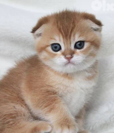 Scottish fold