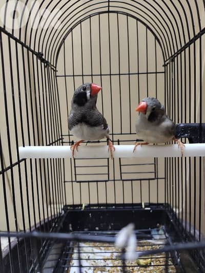 zebra finch جنة خد اسود