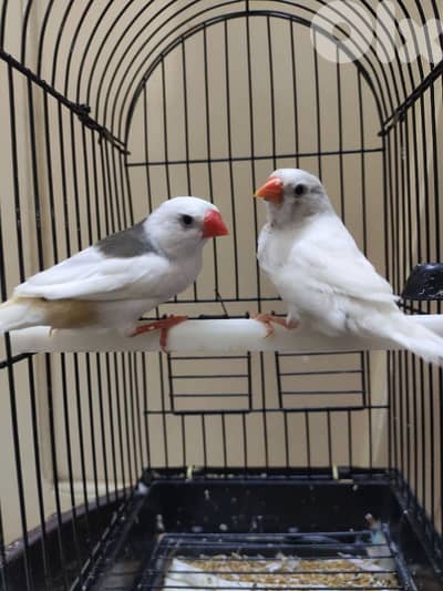 فينش طيور جنة