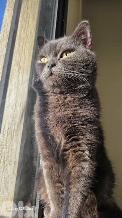 British Shorthair Cat
