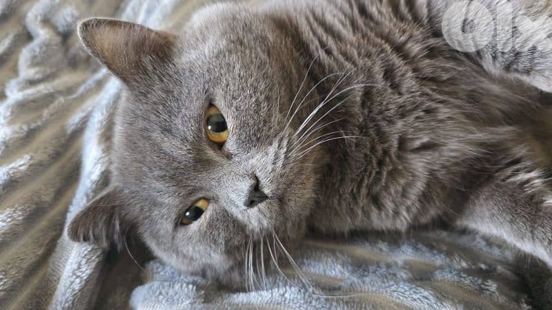 British Shorthair Cat 1