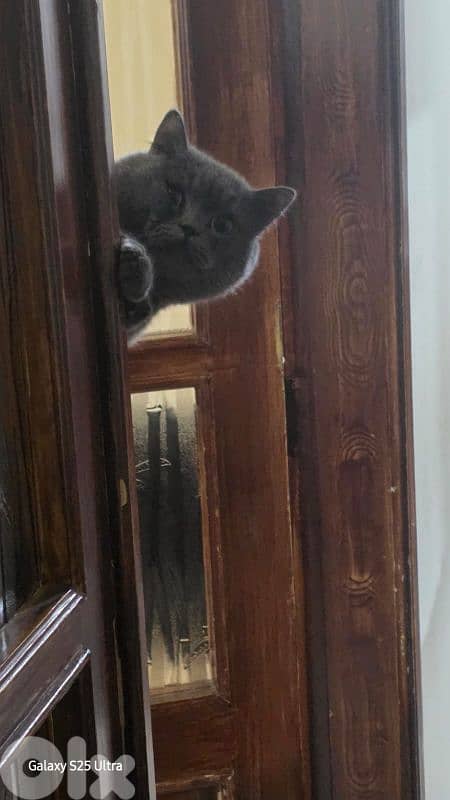 British Shorthair Cat 2